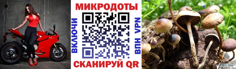 блэк спрут зеркало Микунь Псилоцибиновые грибы Psilocybine cubensis